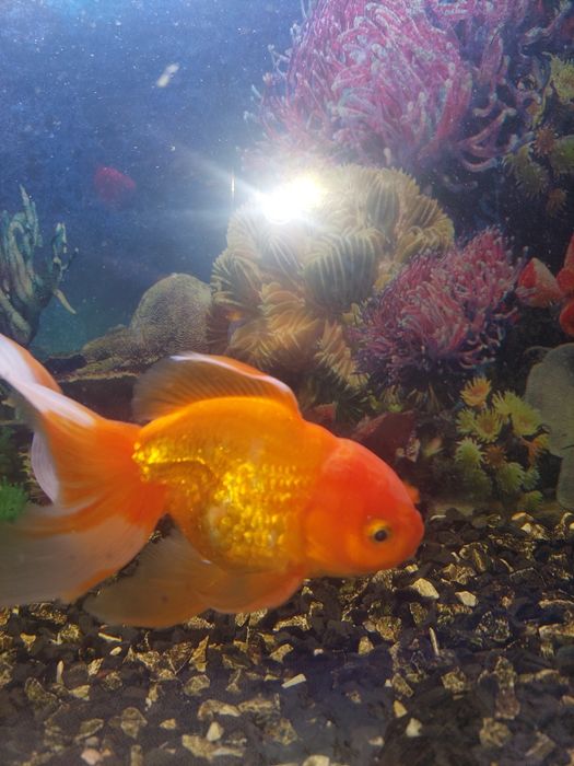 Продам Золотую рыбку.