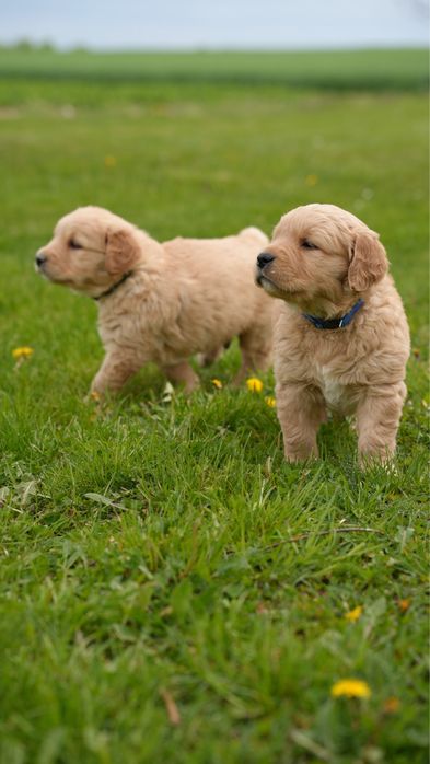 Szczeniak Golden Retriver Złoty