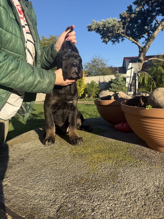 Cane Corso szczeniak samiec czarny