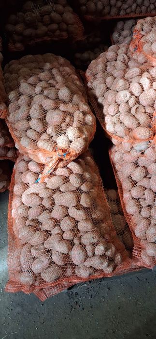 Ziemniaki paszowe duże