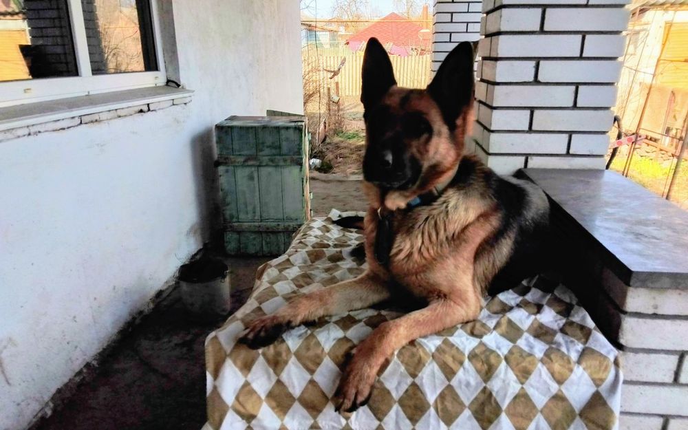 Цуценя в добрі руки