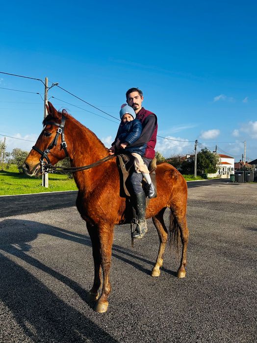 Égua alazã Cruzada com sangue árabe 5 anos