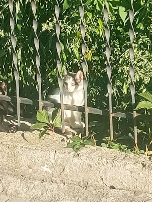 Кошенята шукають домівку
