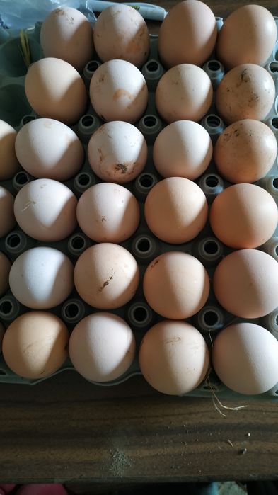 Ovos de pedres para incubação