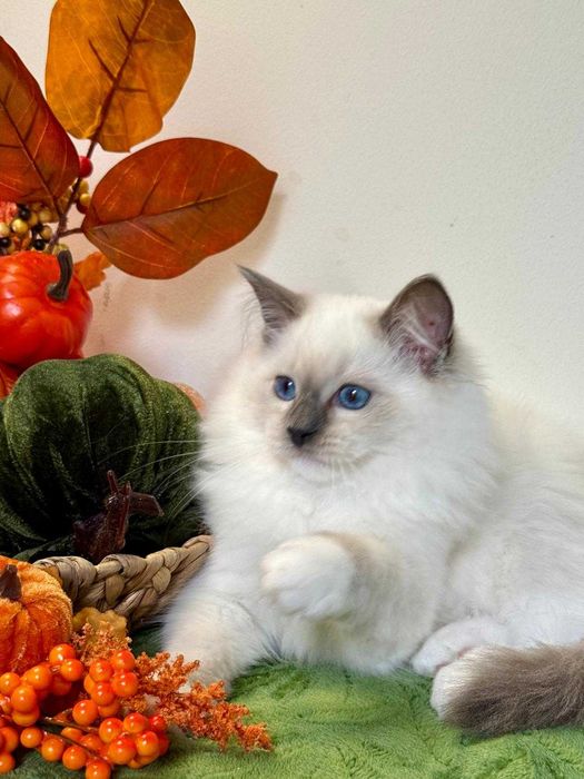 Ragdoll śliczny kocurek do odbioru