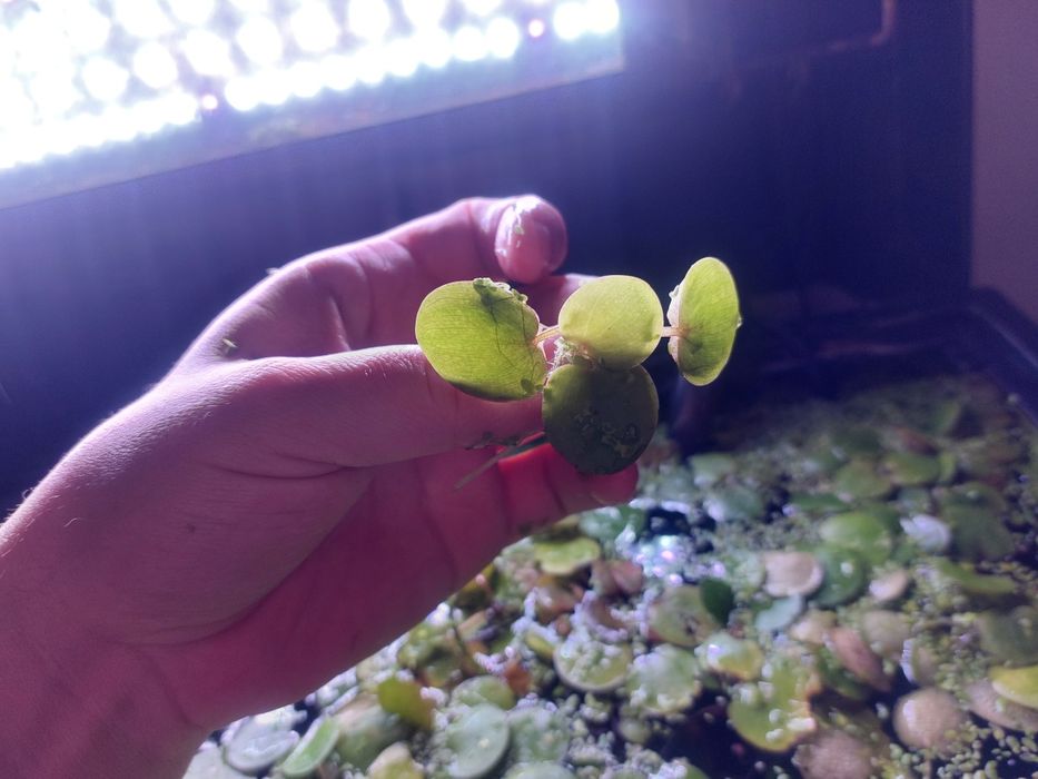 Salvinia pływająca roślina akwariowa