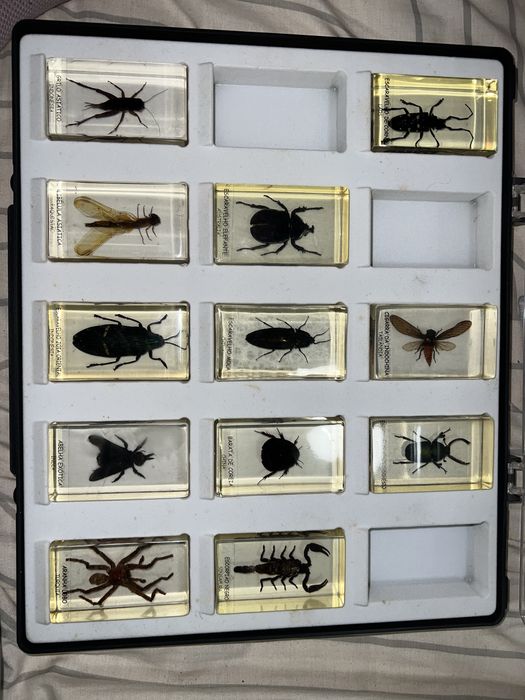 Coleção Bichos Natural History Museum