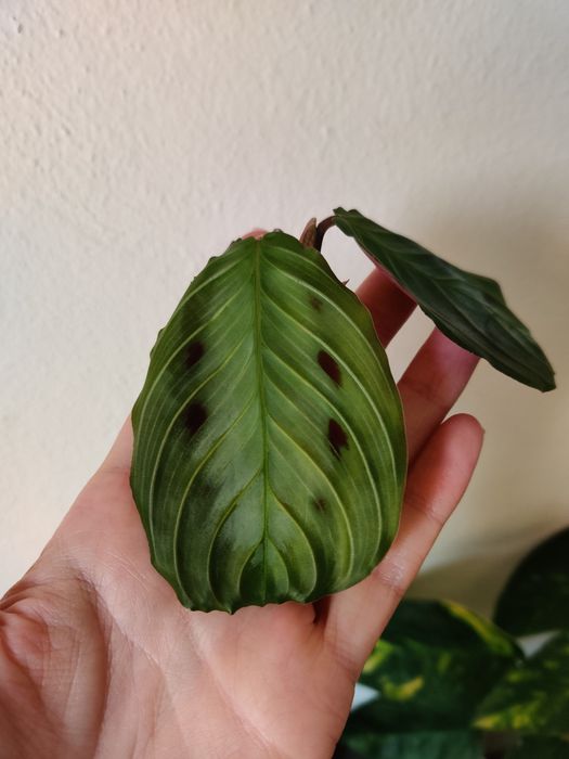 Corte de Maranta black