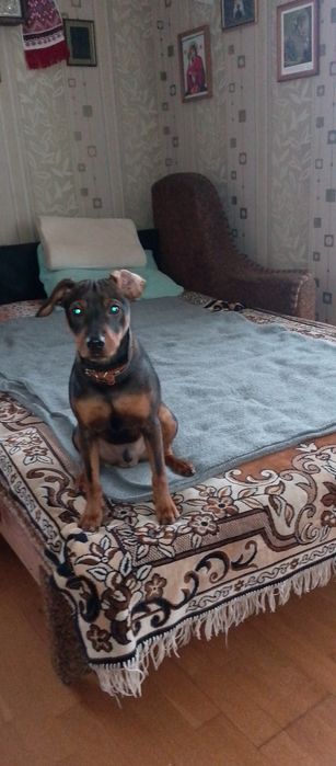 Віддам в добрі руки