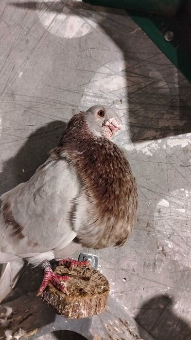 Garłacz rafeno samiec