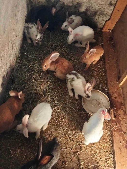 Продам кролі 120грн