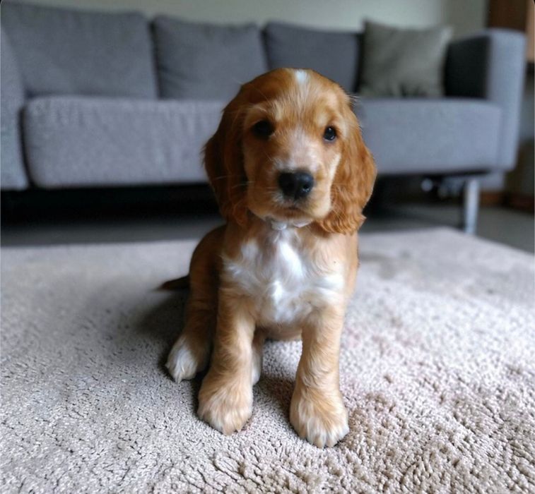 «Маленькі кокер-спанієлі — активні та добрі щенята