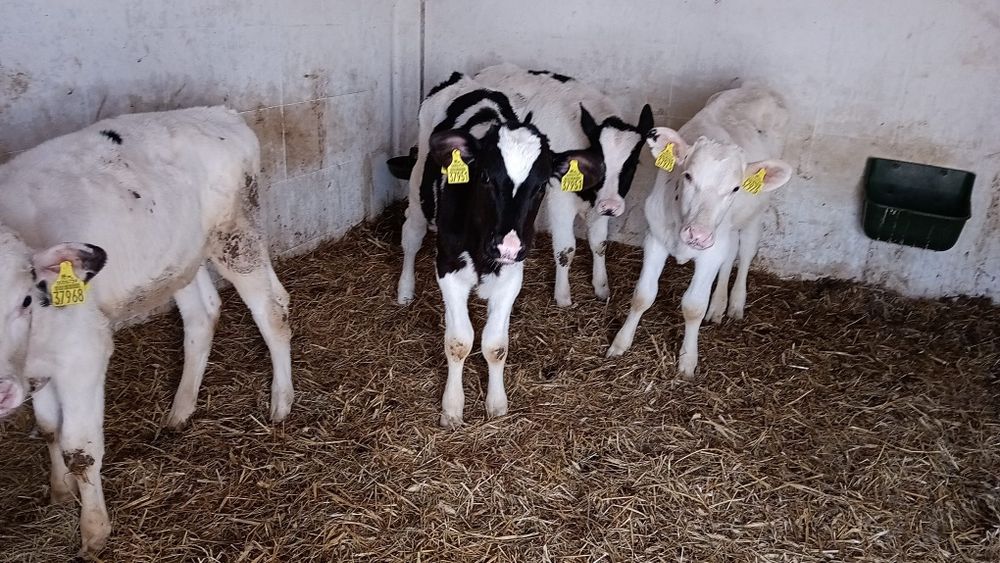 Byczki żarłaki 6 sztuk