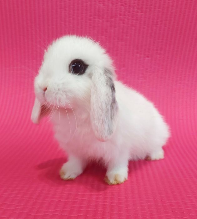 Карлікові,Декоративні кролики