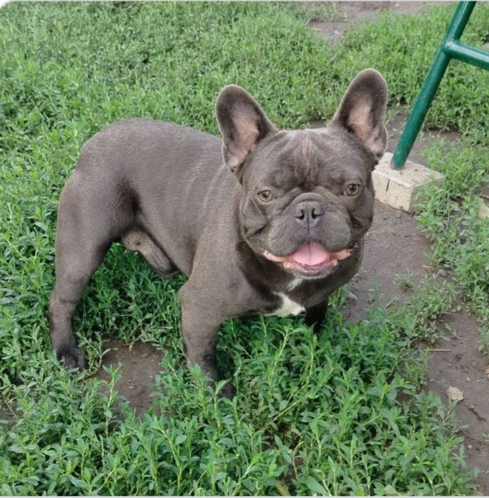 Блакитний хлопчик без тигри вязка