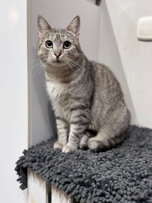 Urocza, przyjacielska kotka szuka domu