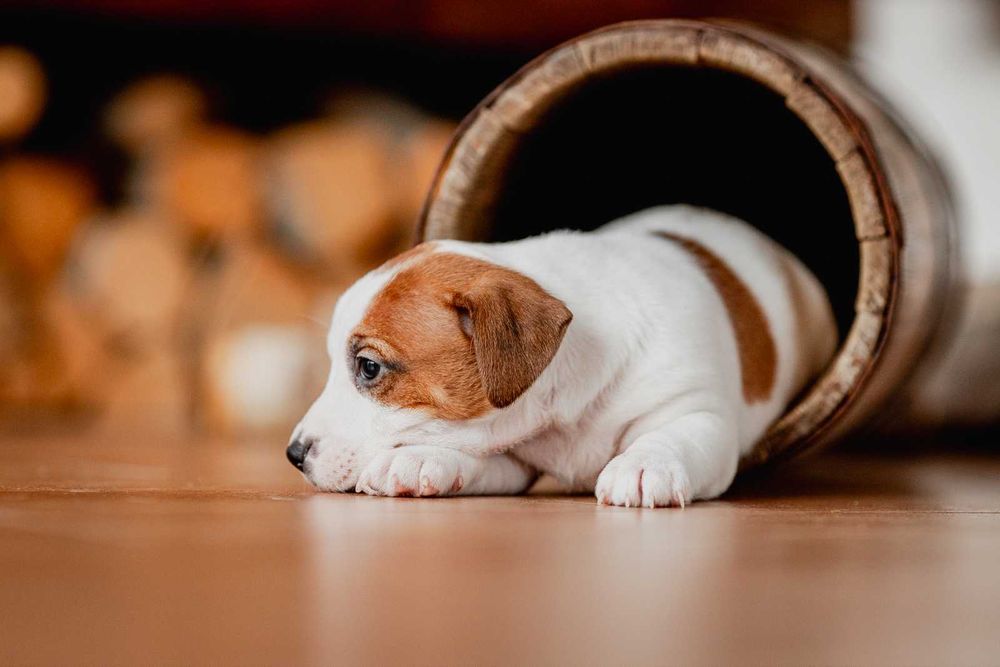 Jack Russell Terrier FCI