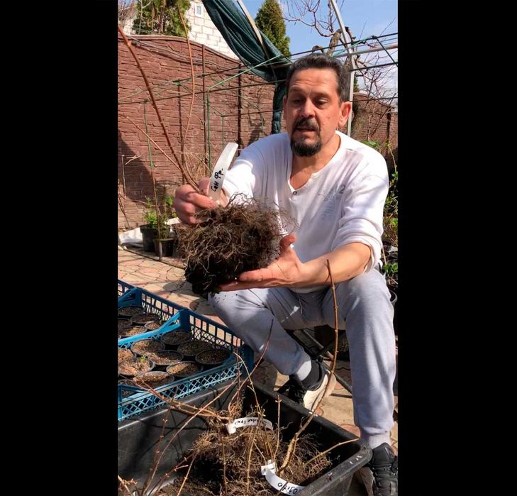 Гортензія волотиста. 2-річні саджанці. ВКС. Харків