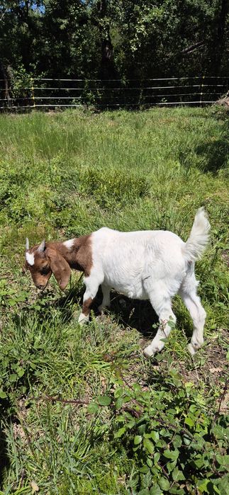 Vendo Cabrita boer pura