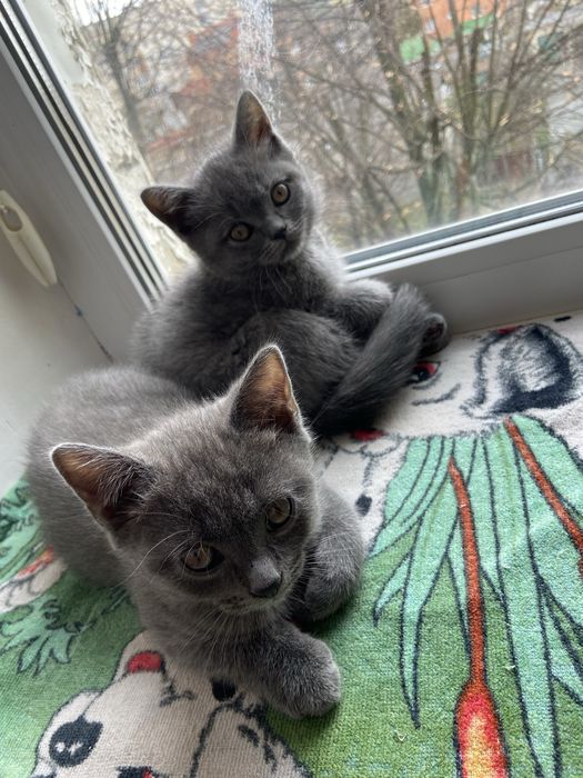 Британські кошенята