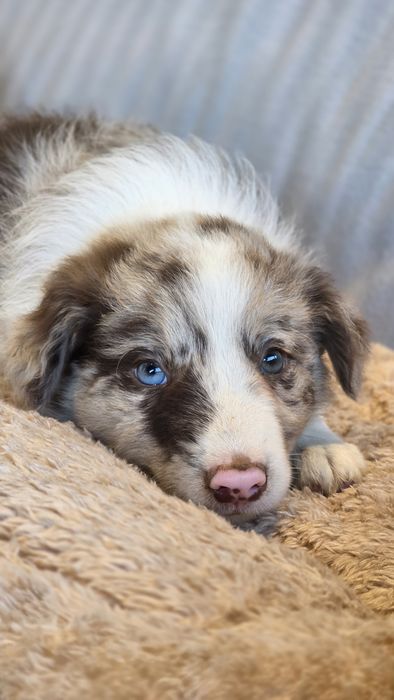 Border Collie Red Merle Macho (Olho azul e verde)