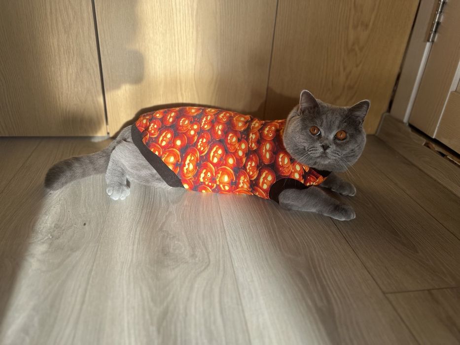 Котик для вʼязки, британець