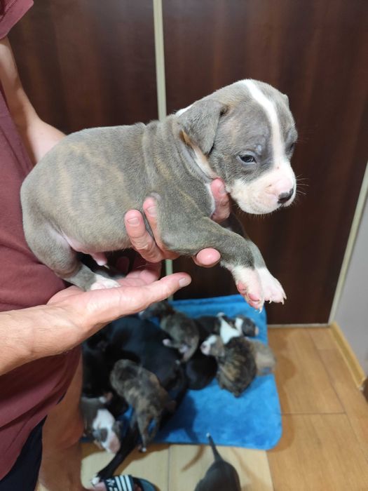 Szczeniaki Amstaff