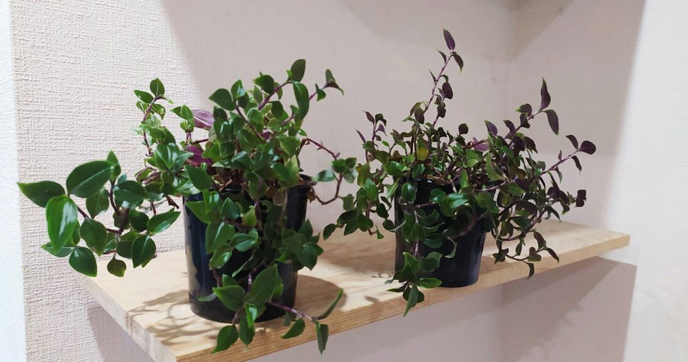 Традесканция комнатная