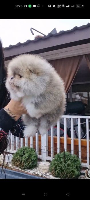 Шпиц мишутка,вязка!