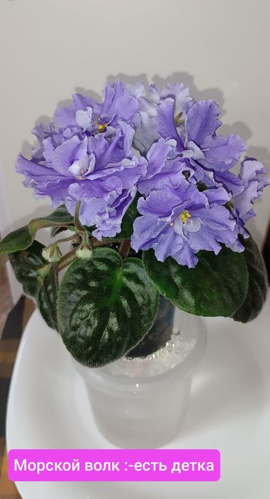 Фиалки сортовые детки