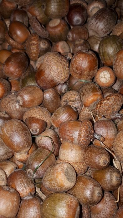 Желуди,  2023, свежие, корм для грызунов