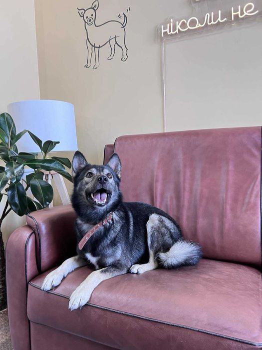 Віддам в добрі руки чудового собаку