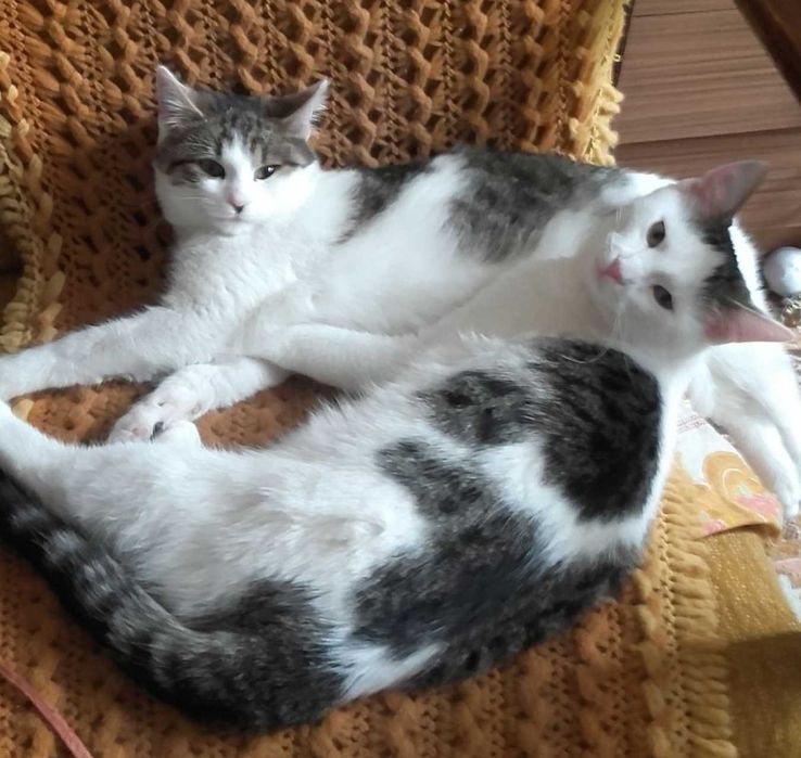 Łagodne misie kochają ludzi i koty, 8 mies.