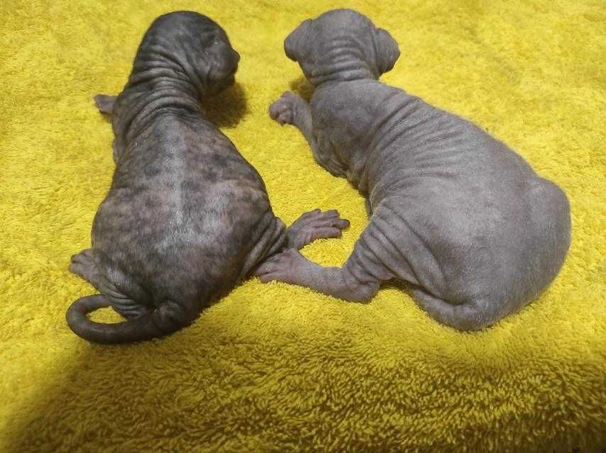 сфинкс (донской, уральский) есть малыши апрель, сентябрь 2025