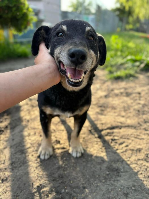 Marty senior do adopcji Kalisz Poznan Wroclaw Lodz