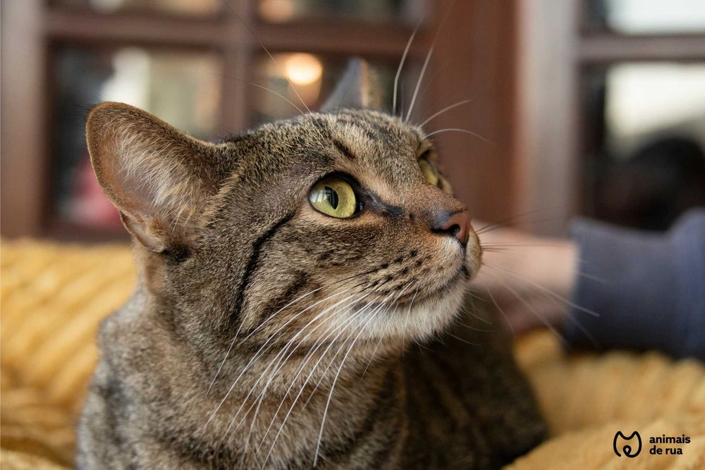 Simba | Para Adoção