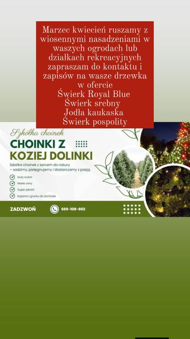 Świerk kłujący srebrny