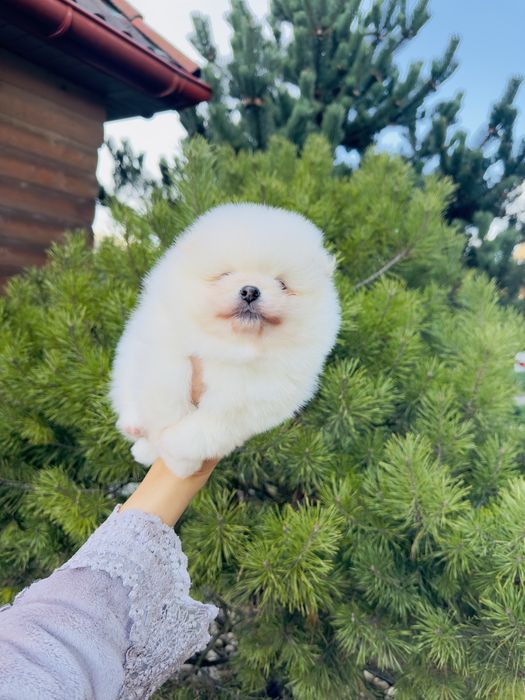 Хлопчик померанський шпіц