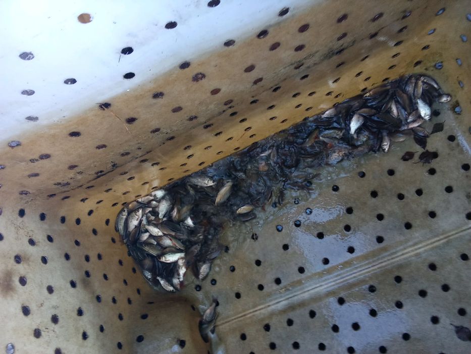 Karaś płoc na zywca