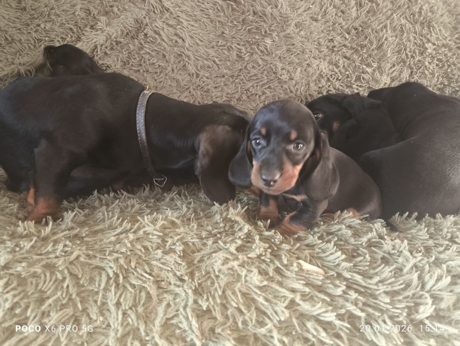 Чистокровні цуценята такси