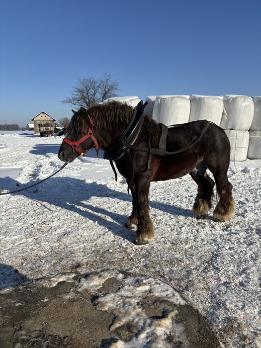 Ogier Zimnokrwisty stanówka