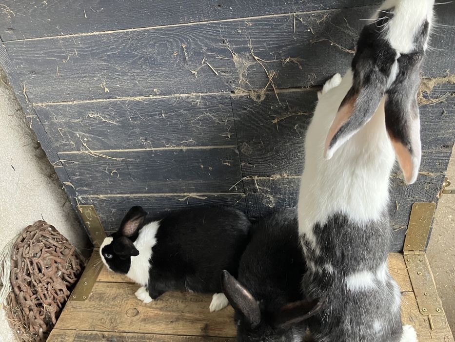 Króliki mieszance i nie tylko