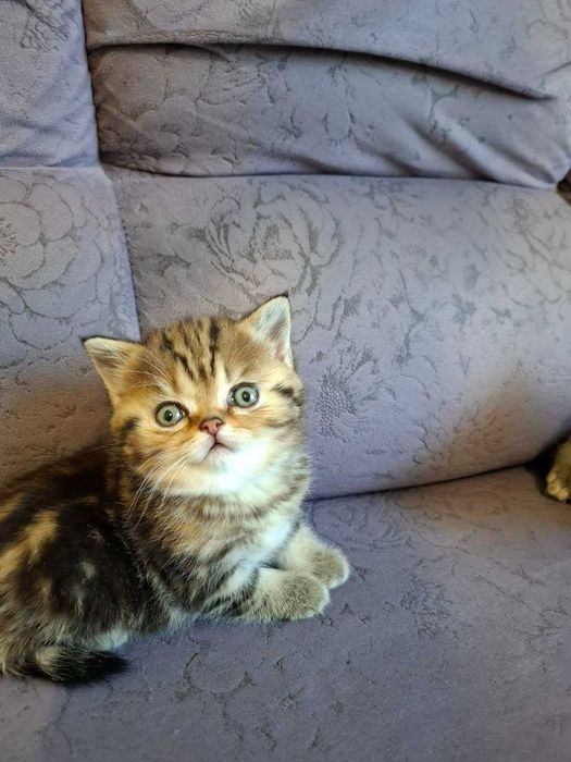 Чарівні кошенята Скоттіш Страйт