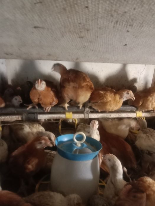 Продам курчат мясояічної породи