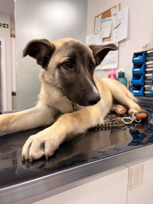 Buddy, para adoção responsável