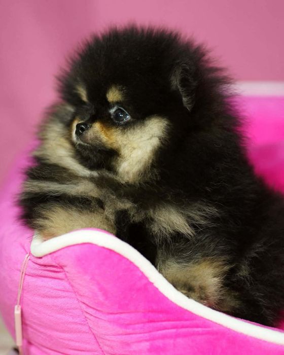 Pomeranian piesek
