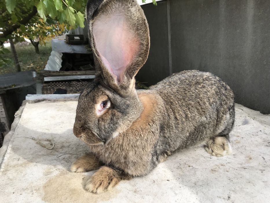 Кролики породи фландр.
