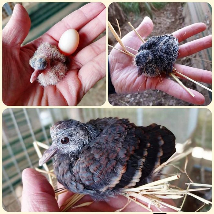 Casais de Rolas Versicolor e Apunhaladas