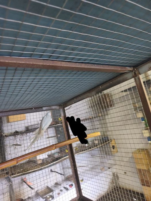 Ring neck Pálido Azul