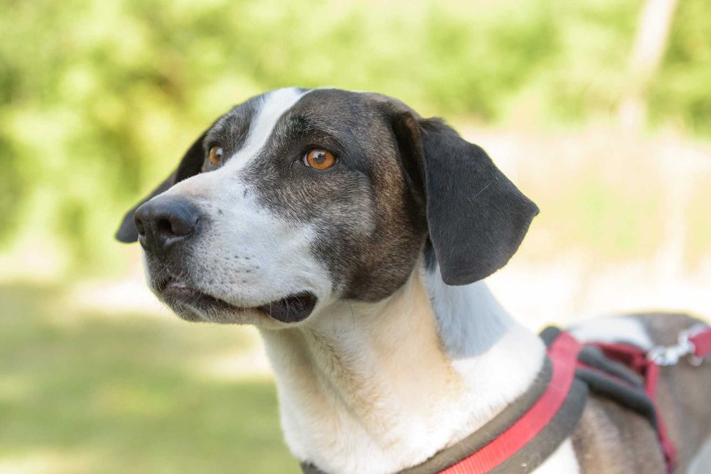 Karl - duży, aktywny w typie pointera